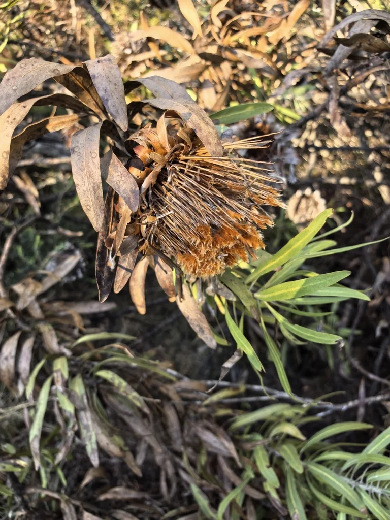Protea Neriifolia
