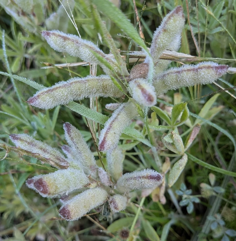 Lupinus Texensis