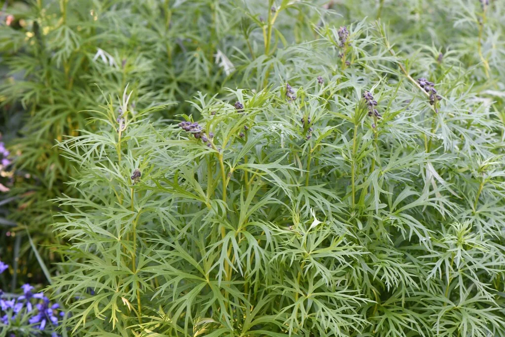 Aconitum Napellus