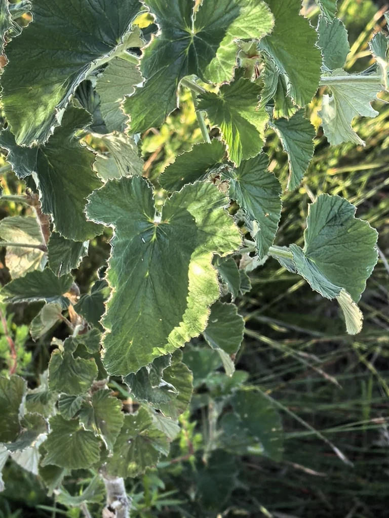 Pelargonium Cordifolium