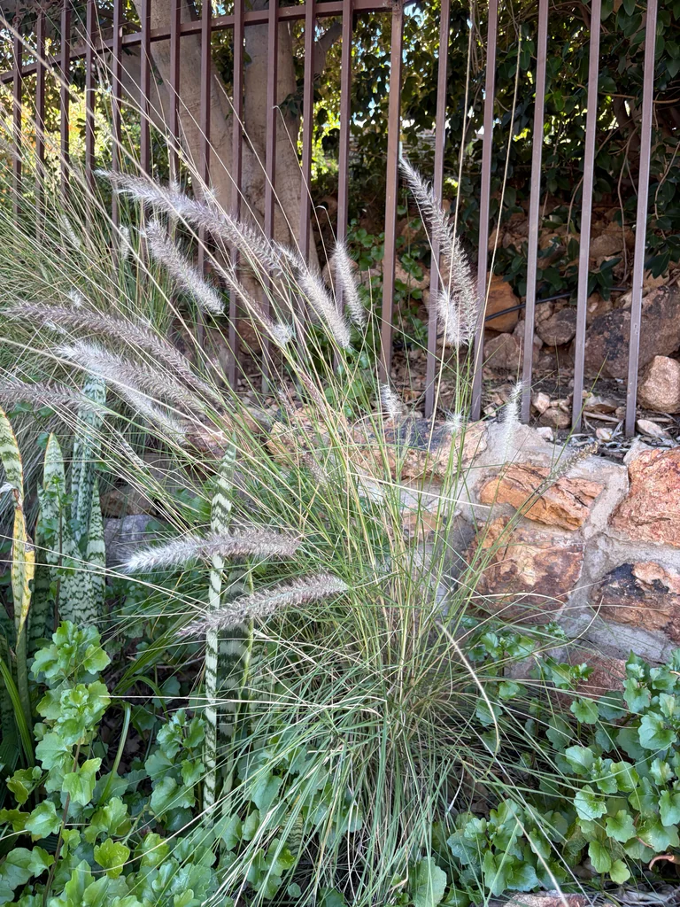 Pennisetum Setaceum