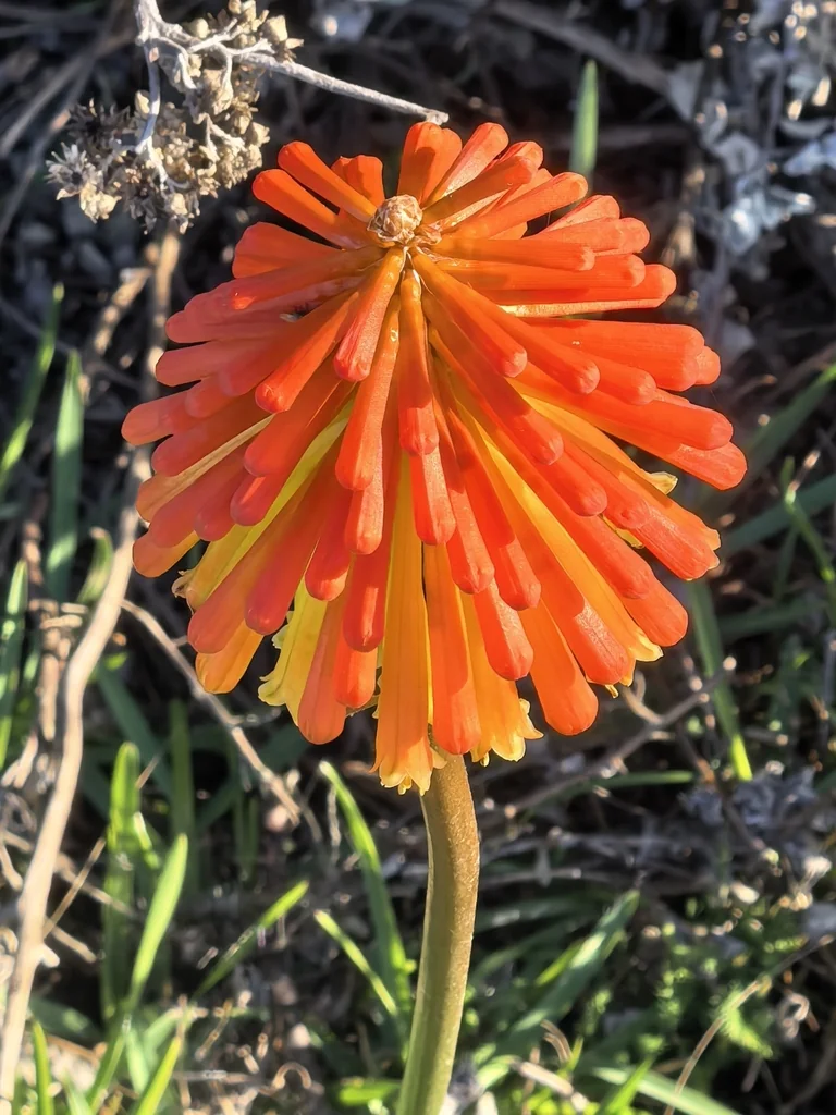 Kniphofia Uvaria