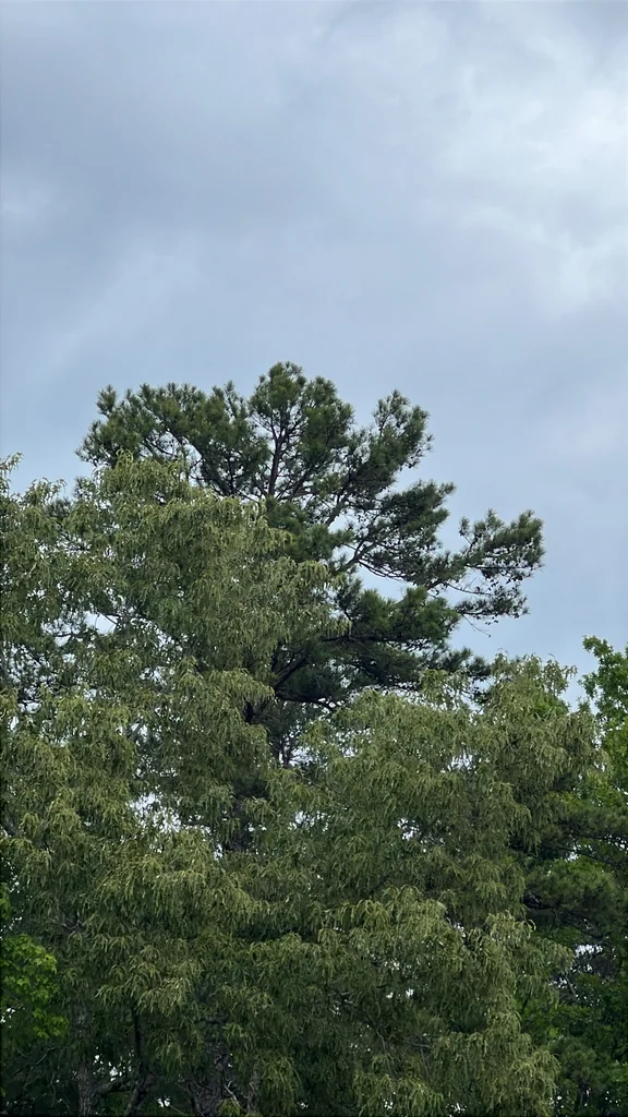 Pinus Echinata