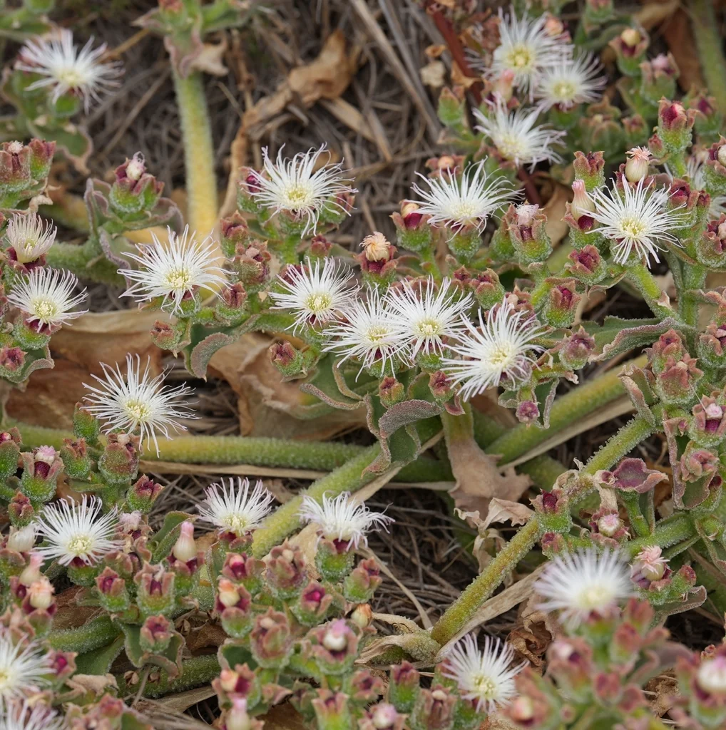Mesembryanthemum Crystallinum