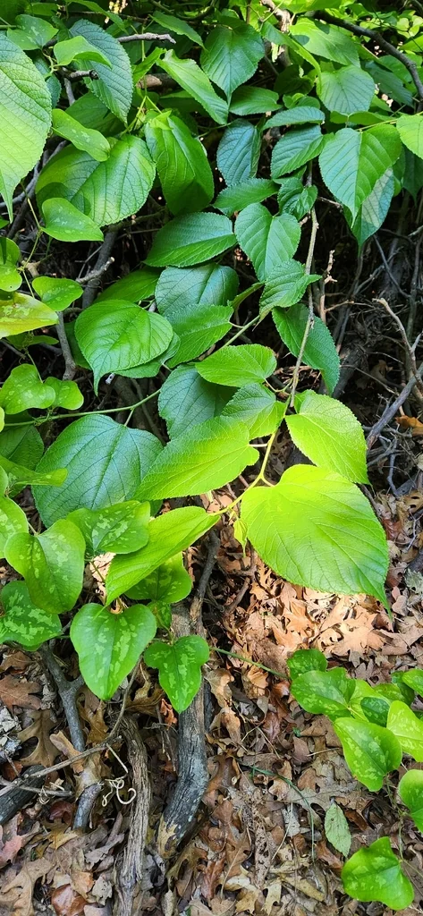 Morus Rubra