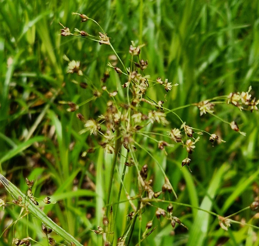 Luzula Sylvatica