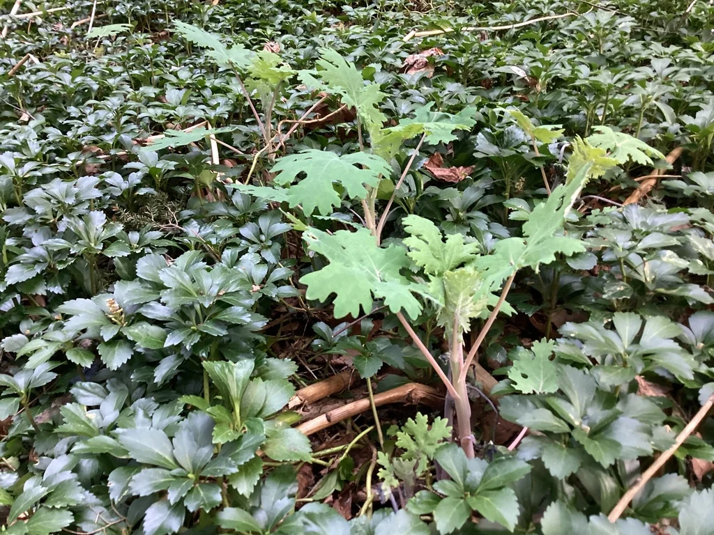 Macleaya Cordata