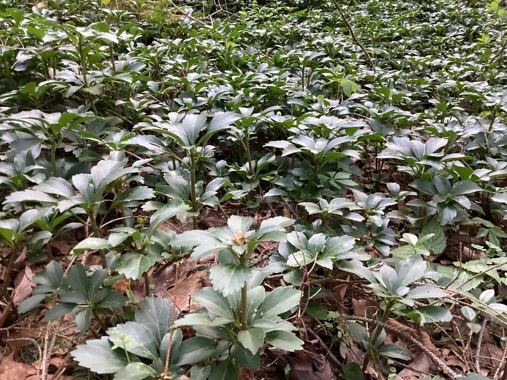 Pachysandra Terminalis