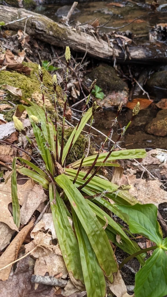 Carex plantaginea