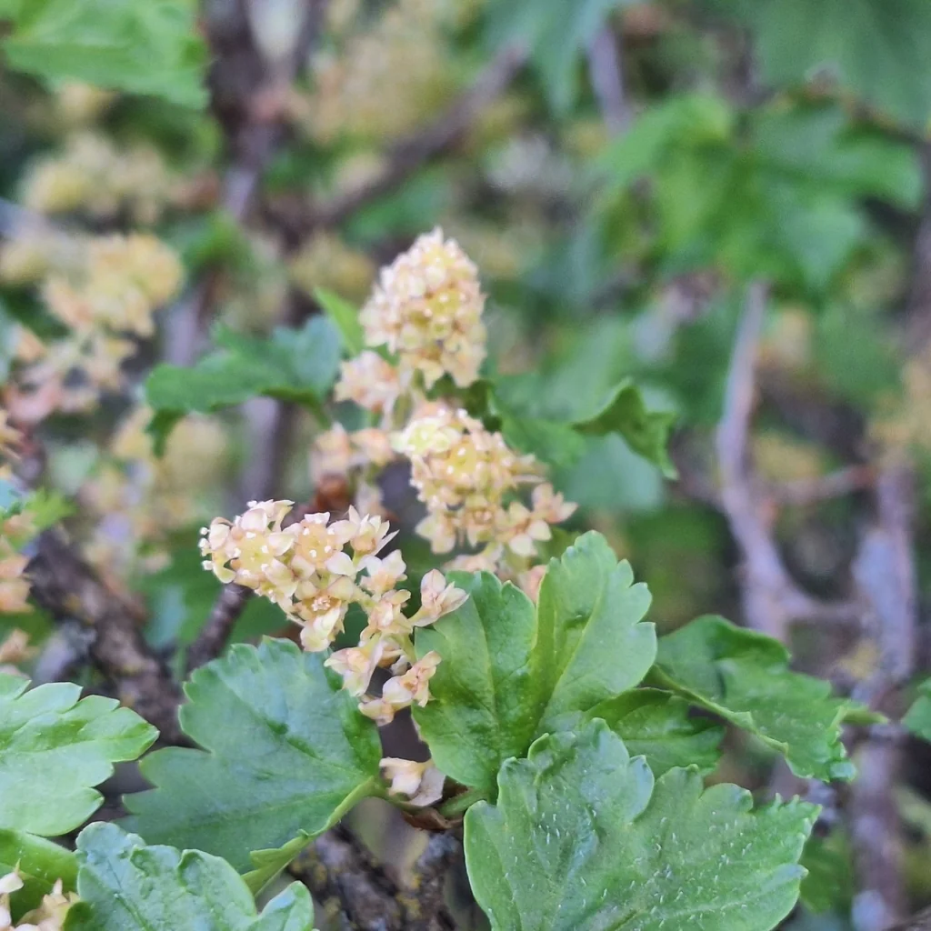 Ribes Alpinum
