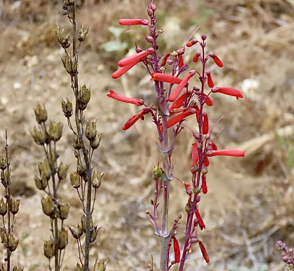 Penstemon Centranthifolius