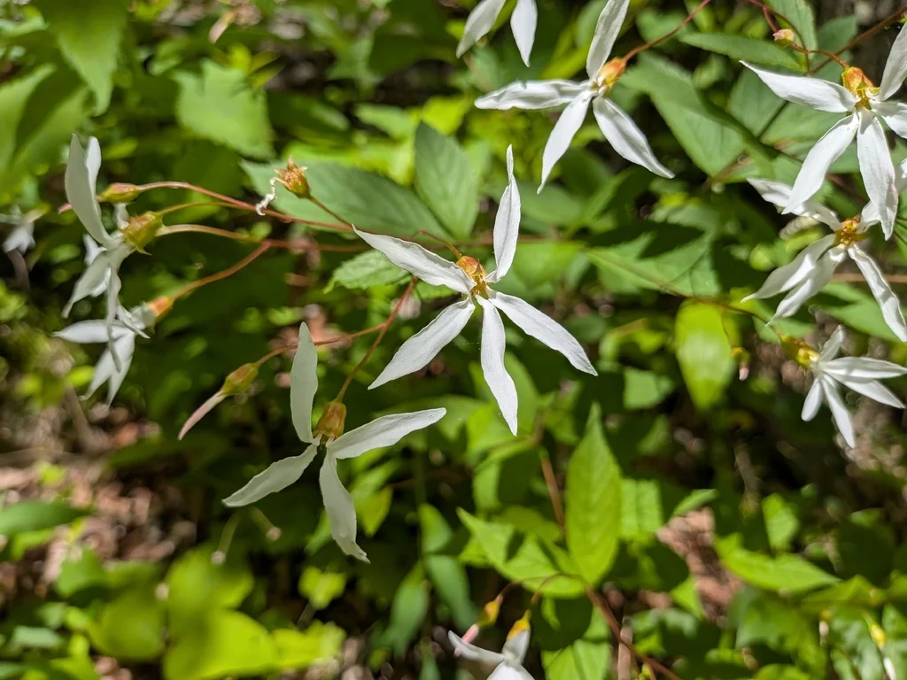 Porteranthus Trifoliatus