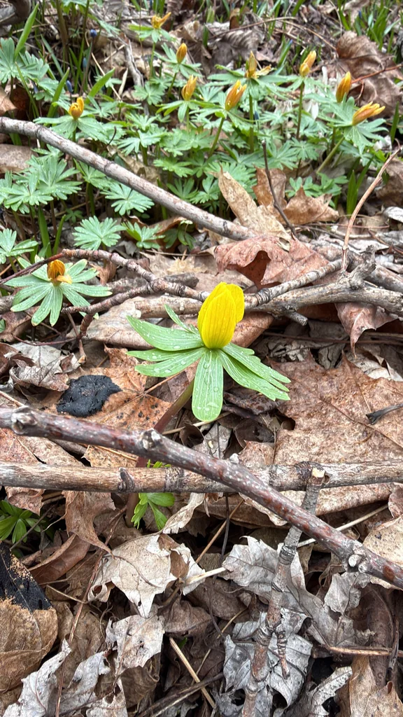Eranthis Hyemalis