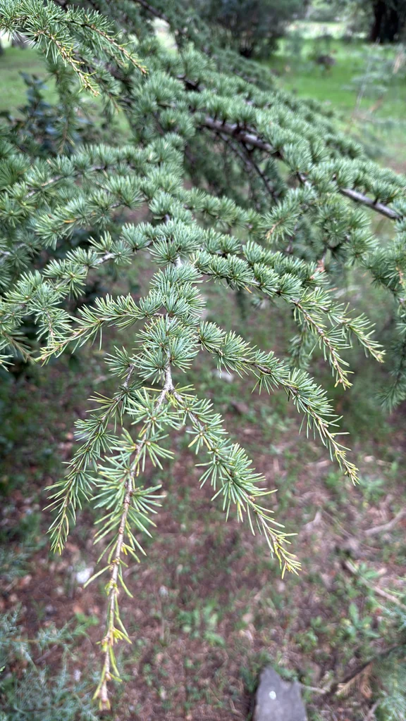 Cedrus atlantica