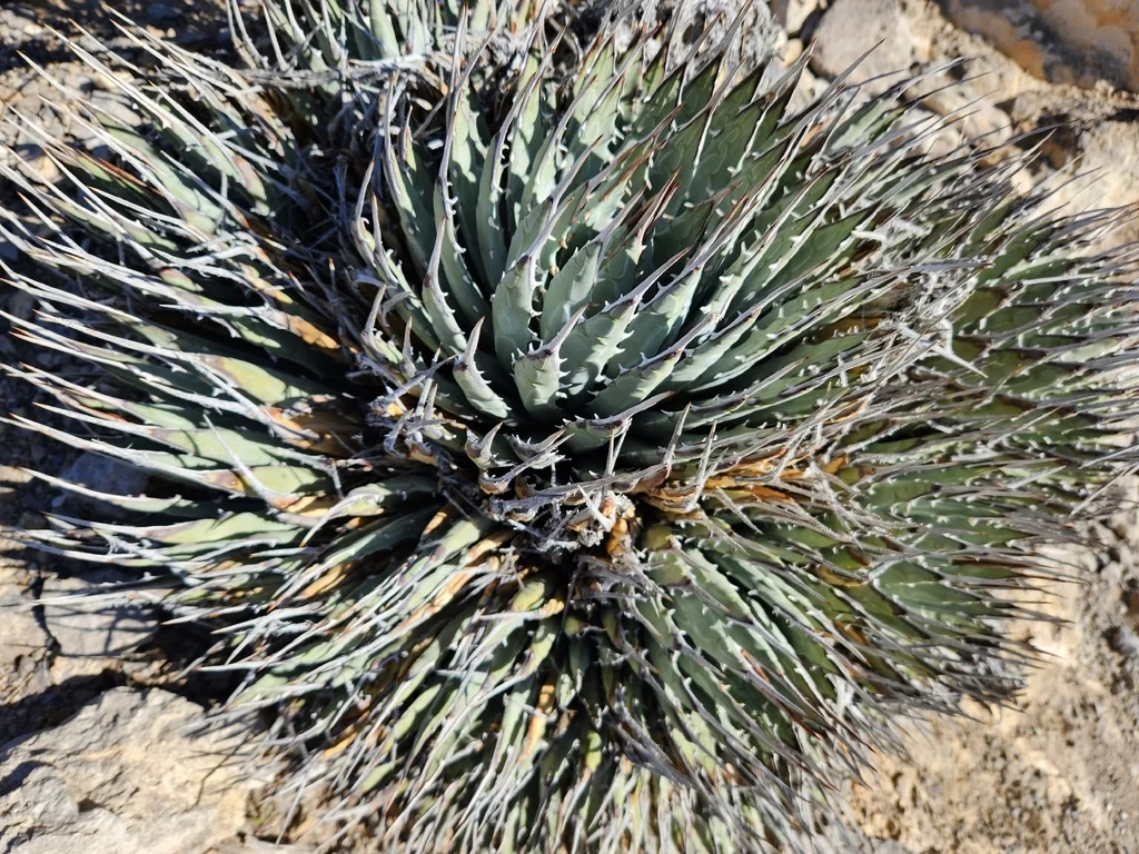 Agave Utahensis