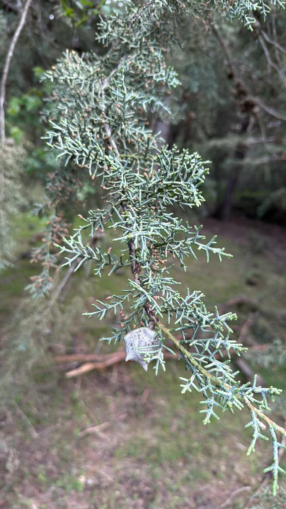 Cupressus Arizonica