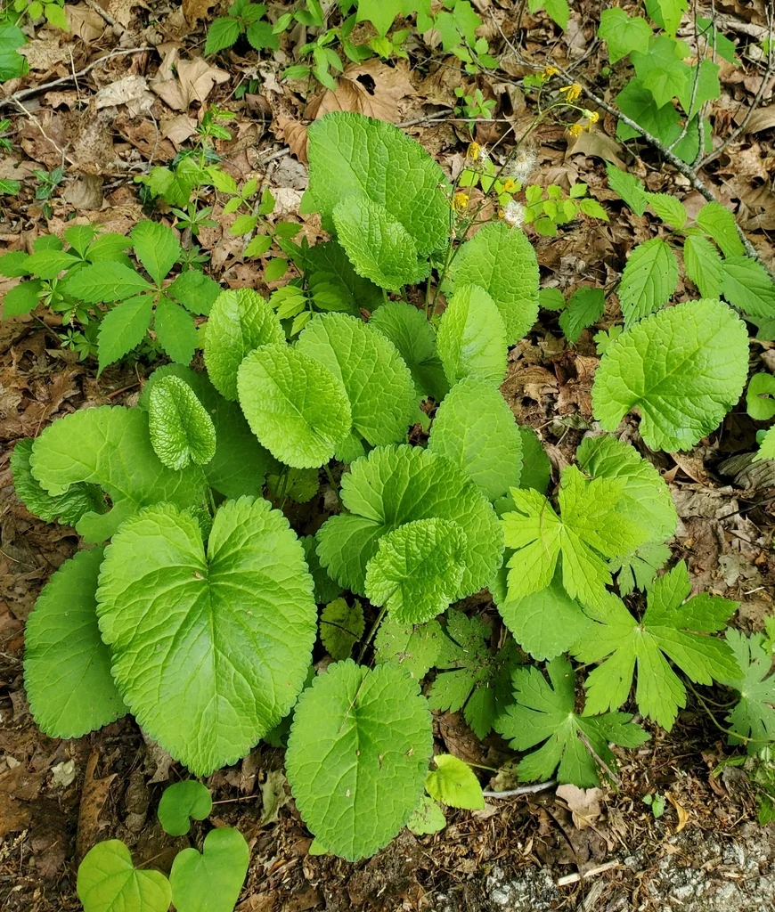 Senecio Aureus