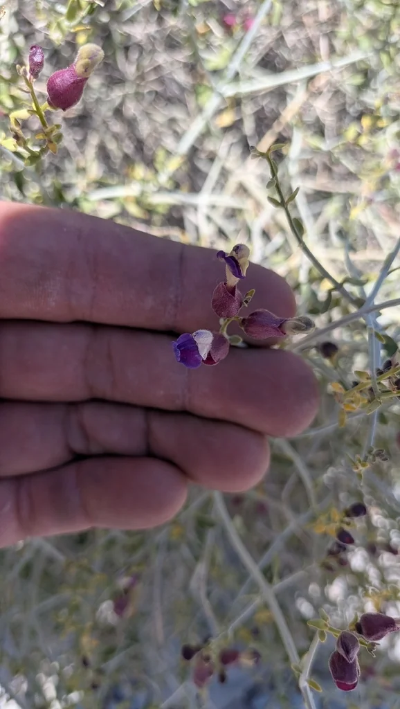 Scutellaria Mexicana
