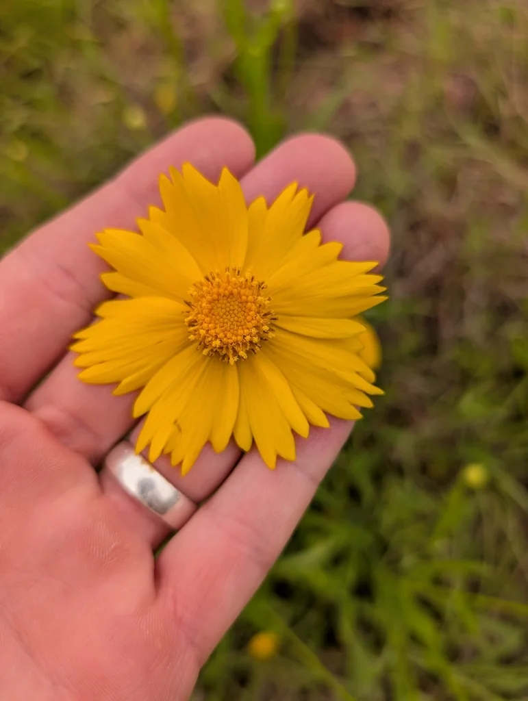 Coreopsis Grandiflora
