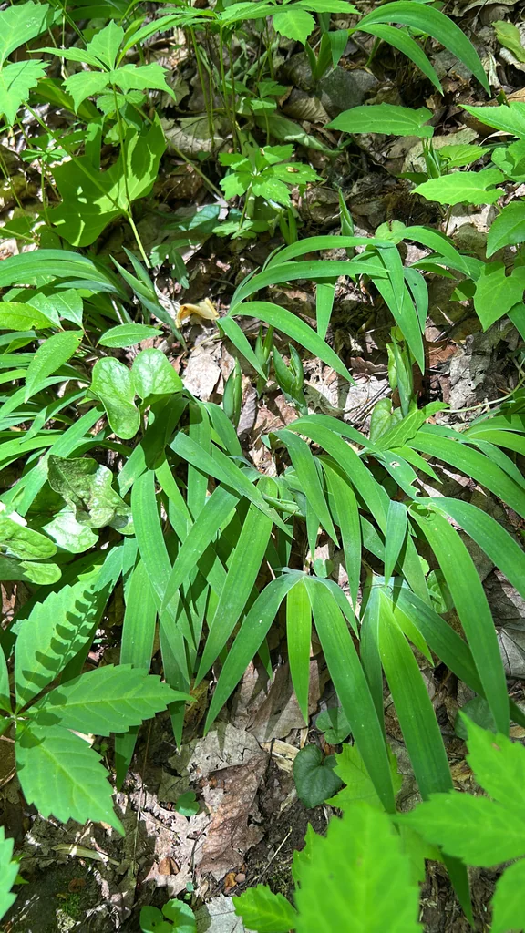 Iris Cristata