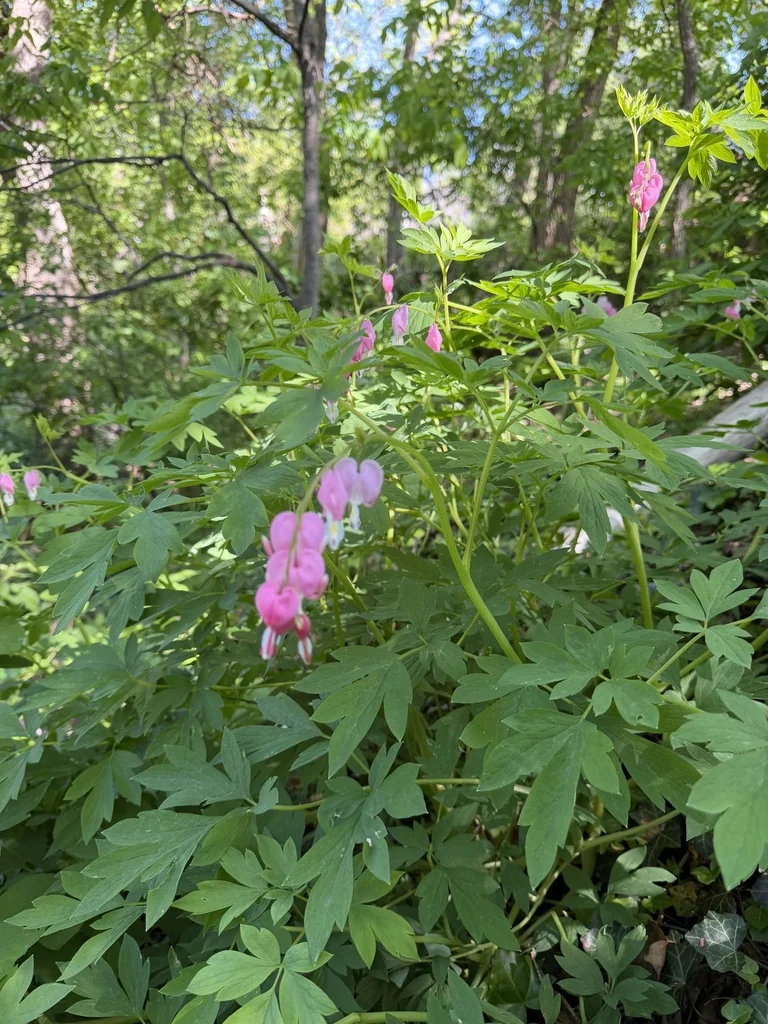 Dicentra spectabilis