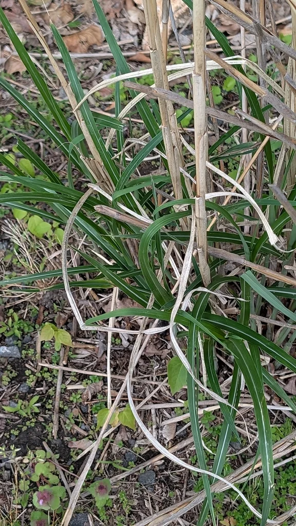 Miscanthus Transmorrisonensis