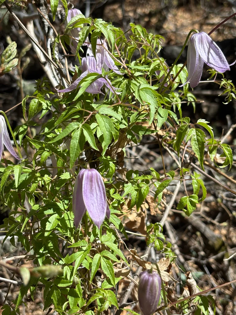 Clematis Columbiana