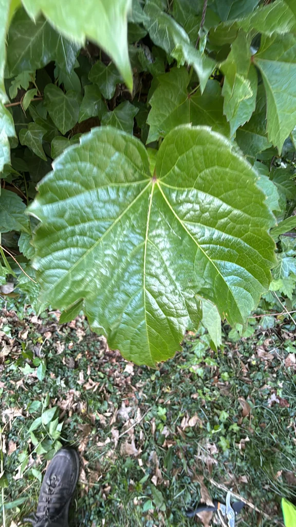 Parthenocissus Tricuspidata