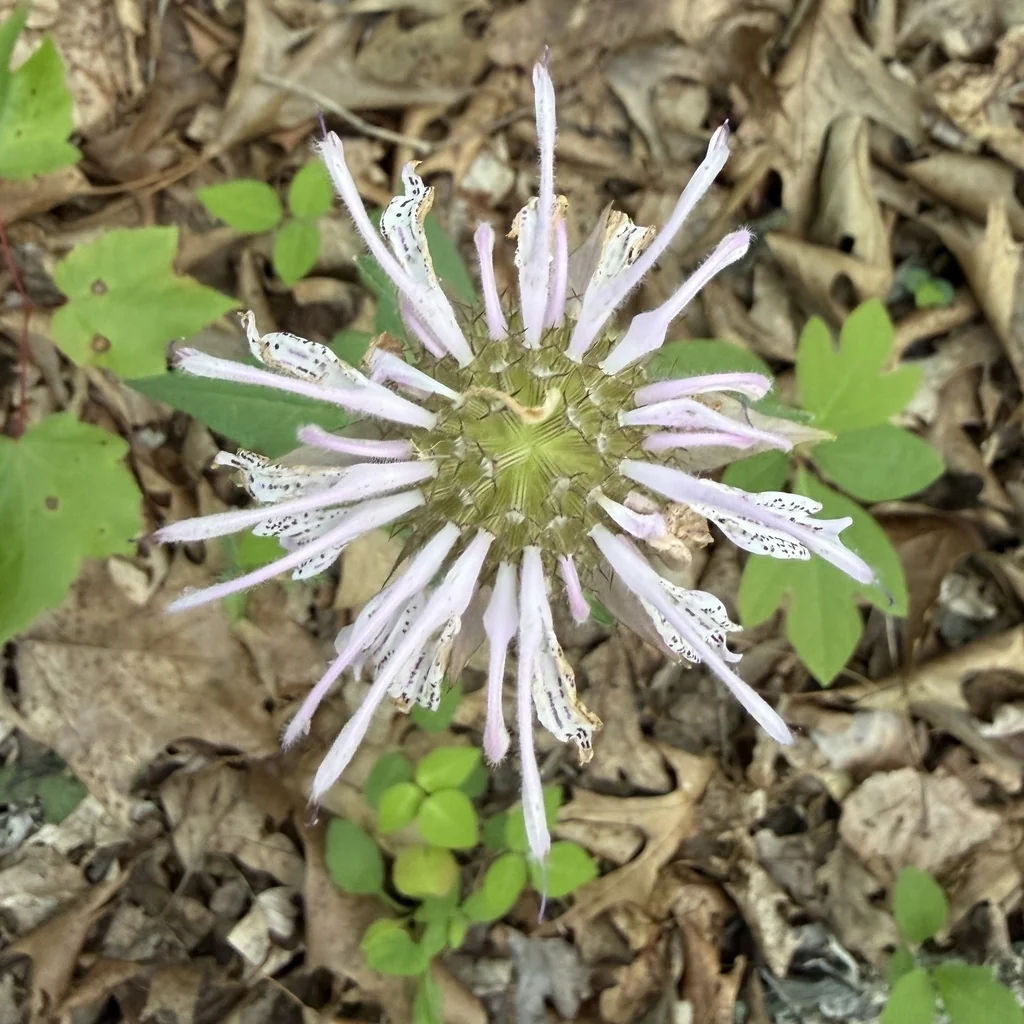 Monarda Bradburiana