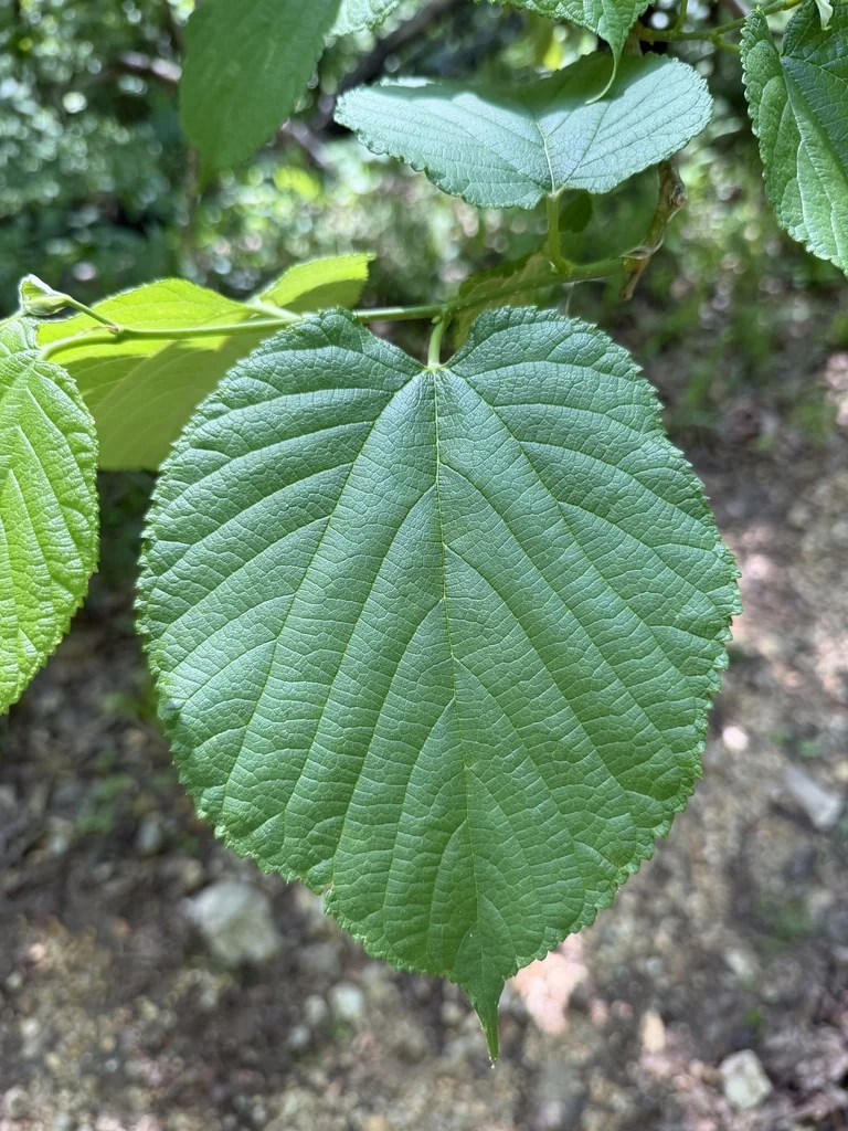 Morus Rubra