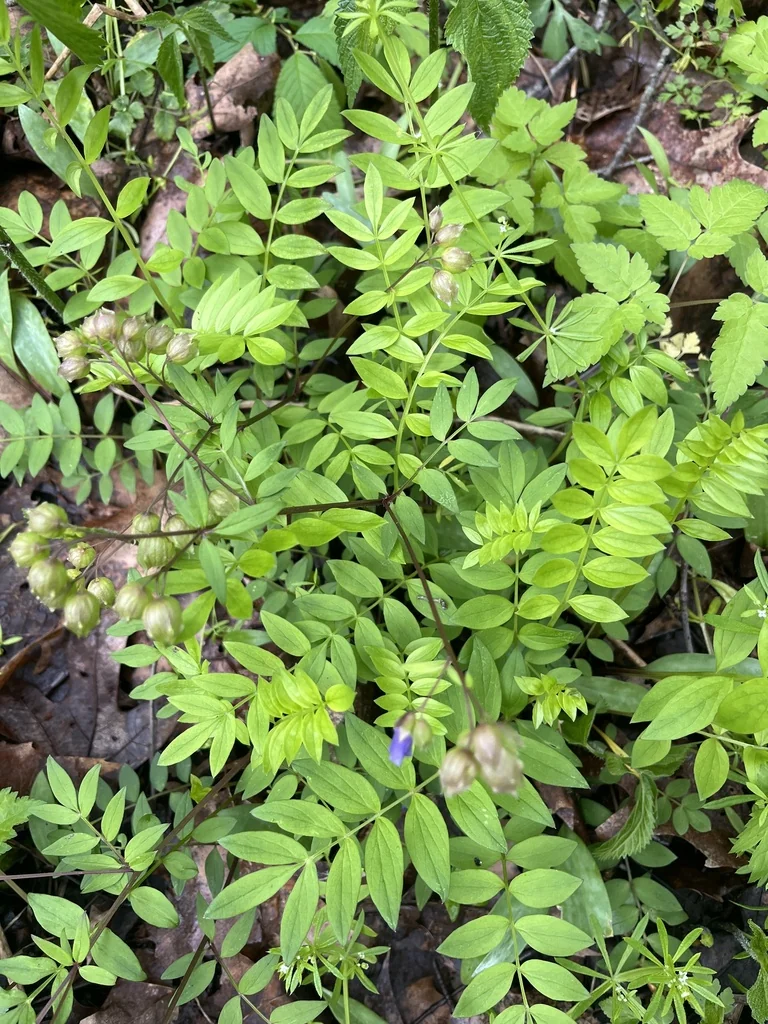 Polemonium Reptans