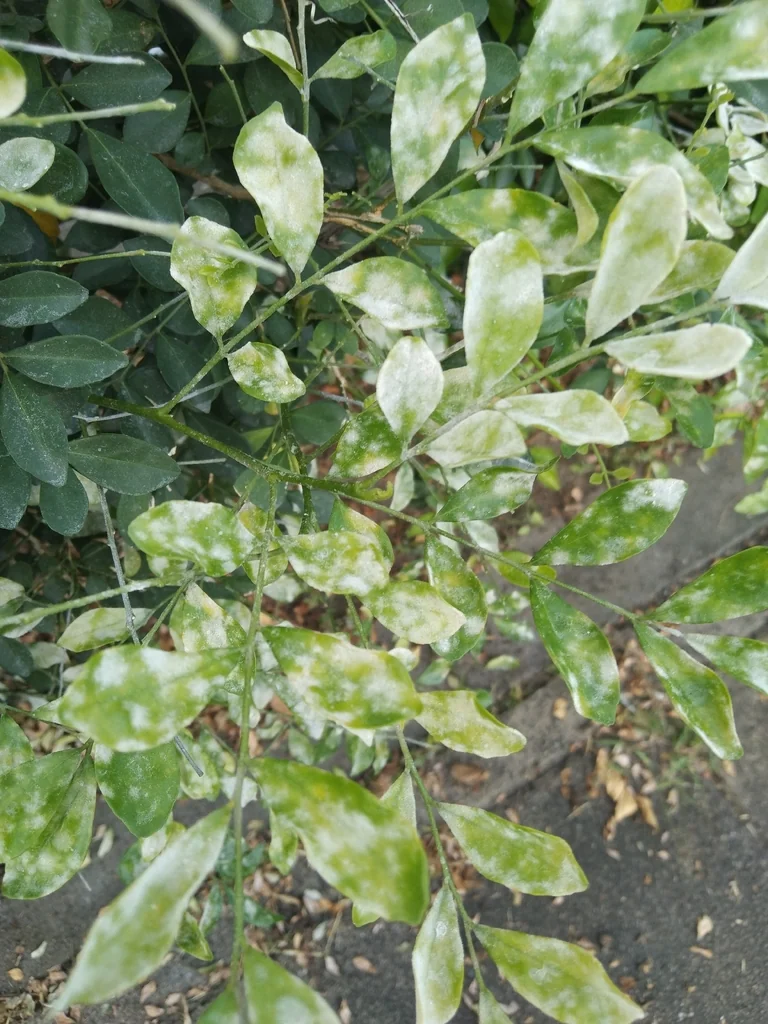 Murraya Paniculata