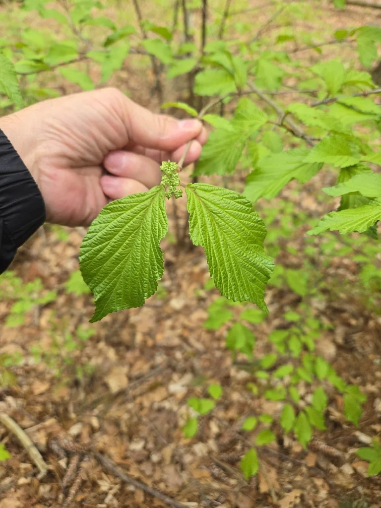 Viburnum dilatatum