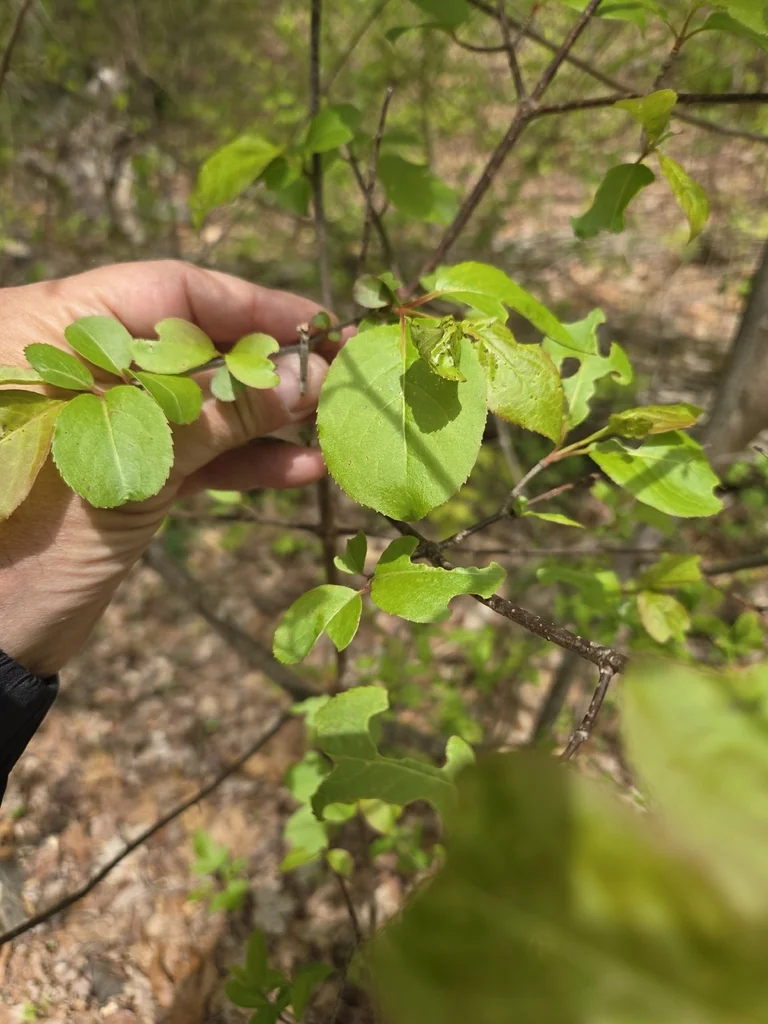 Viburnum Prunifolium