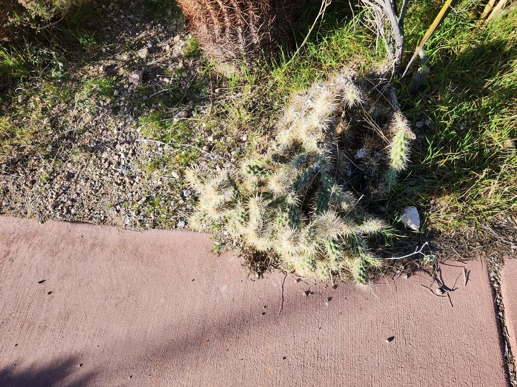 Cylindropuntia Echinocarpa