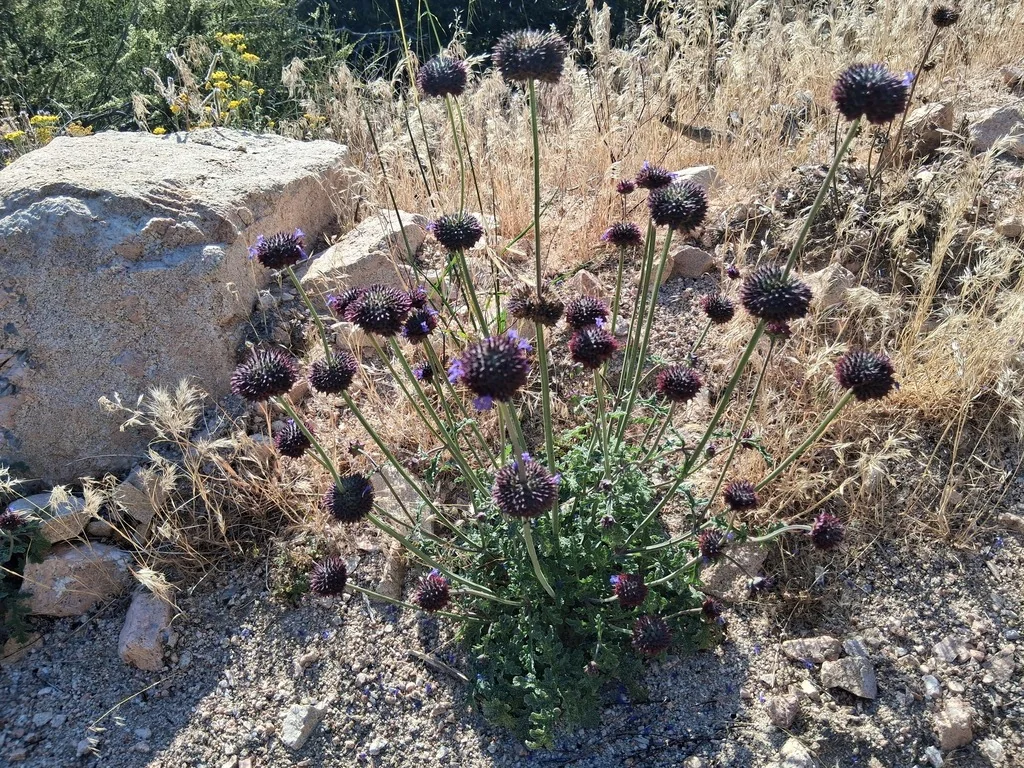 Salvia Columbariae