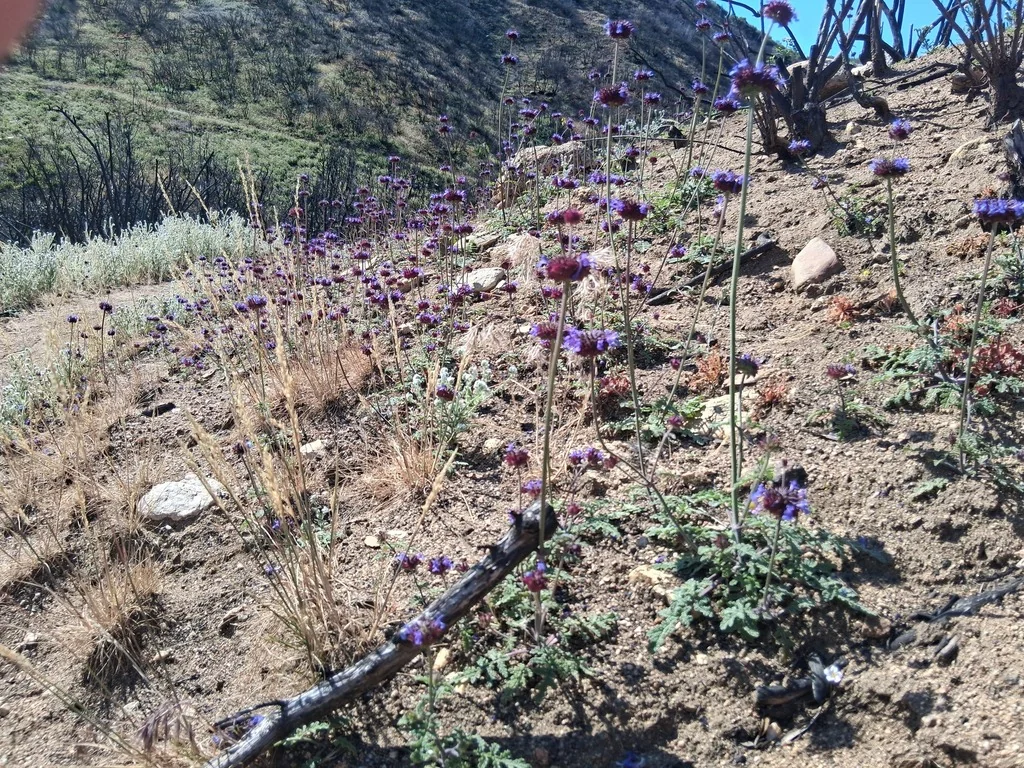 Salvia Columbariae
