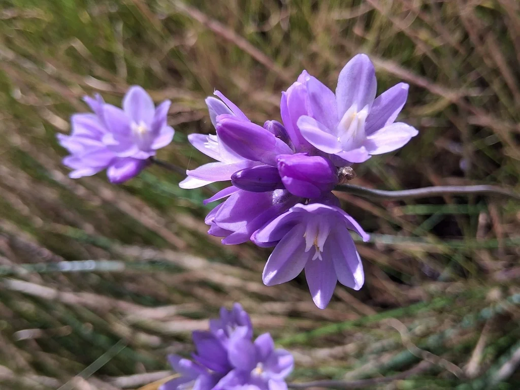Dichelostemma Capitatum