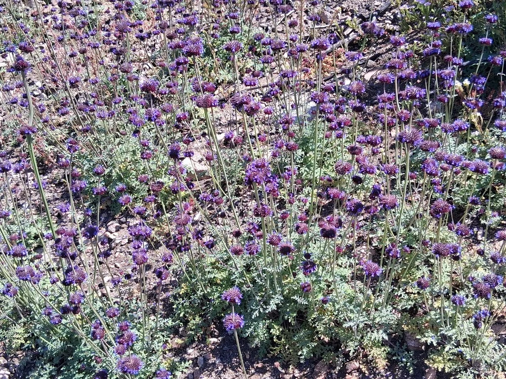 Salvia Columbariae