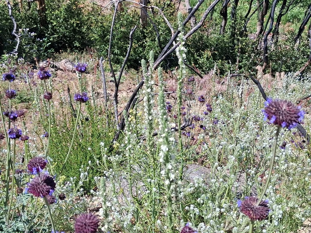 Salvia Columbariae