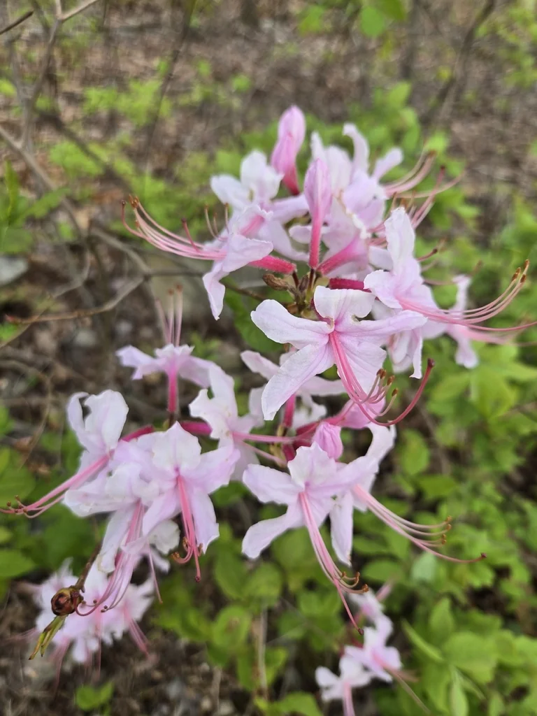 Rhododendron Periclymenoides