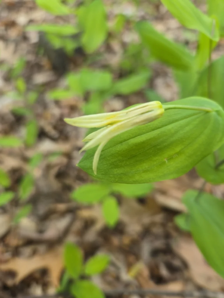 Uvularia Perfoliata