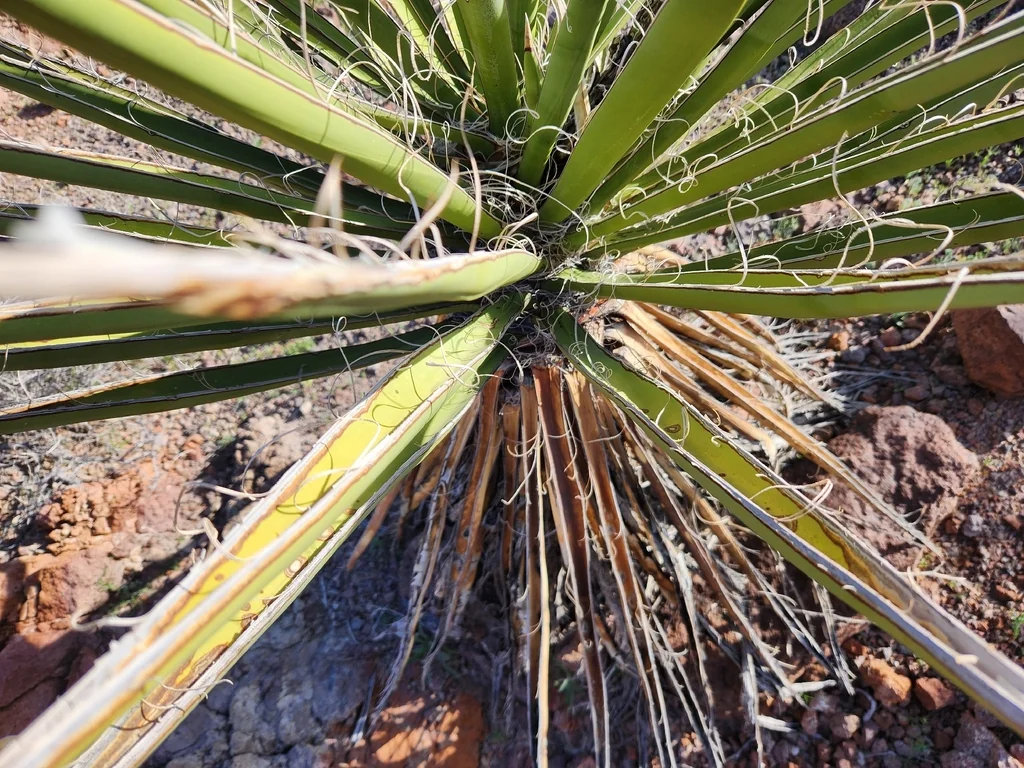 Yucca Schidigera
