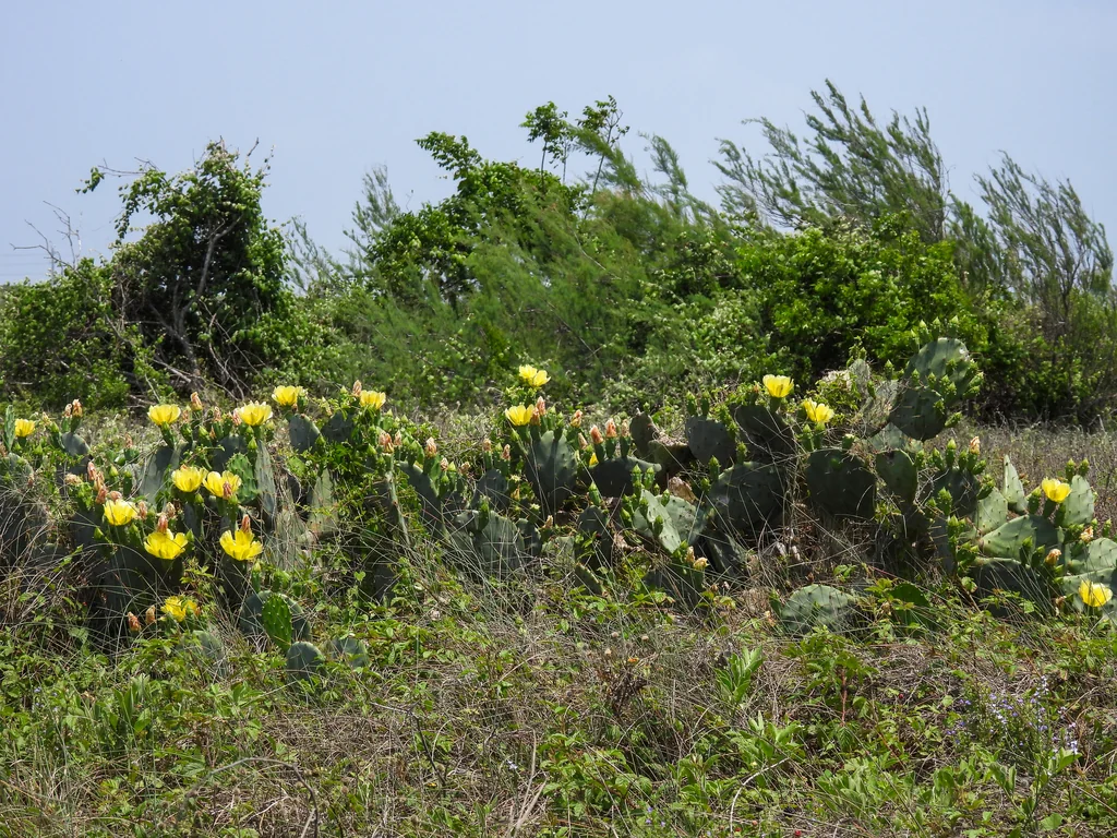 Opuntia Lindheimeri