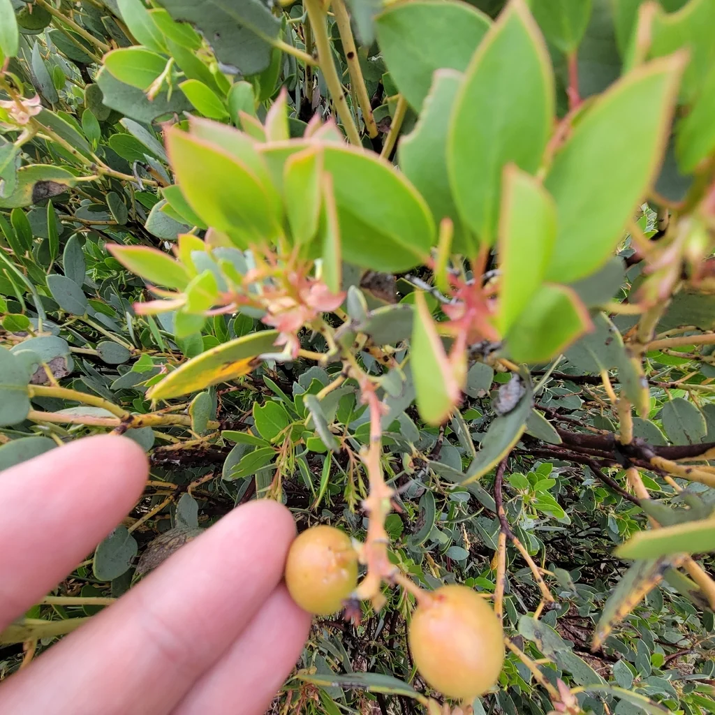 Arctostaphylos Glauca