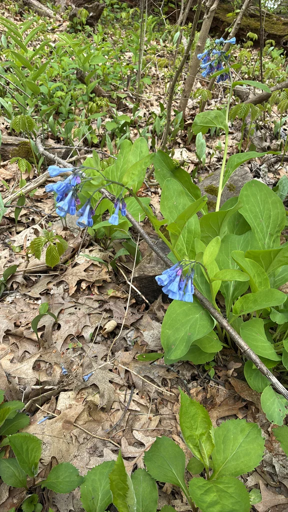 Mertensia Virginica