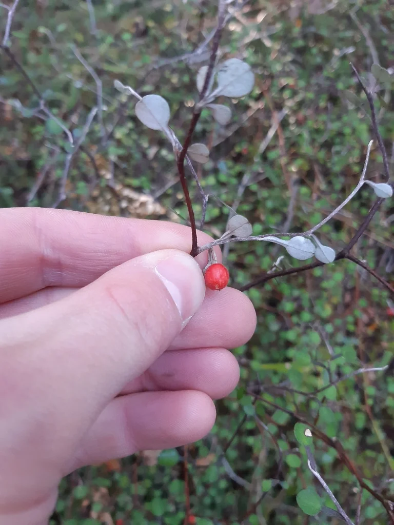 Corokia Cotoneaster