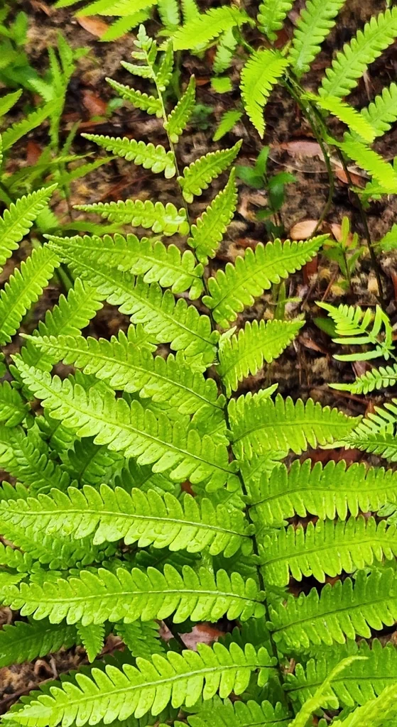 Woodwardia Virginica
