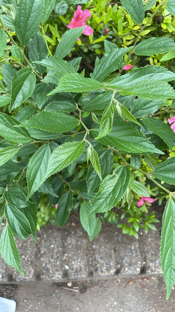 Celtis Sinensis