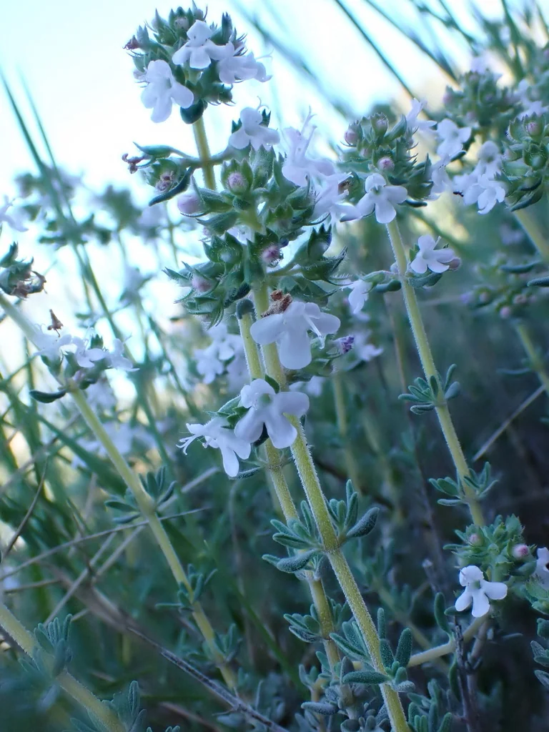 Thymus Vulgaris